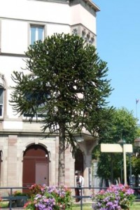 2ème arbre remarquable Araucaria araucana