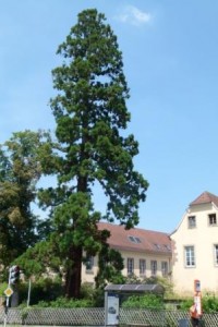 Arbre remarquable Sequoiadendron giganteum