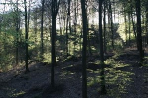 Forêt Vosges
