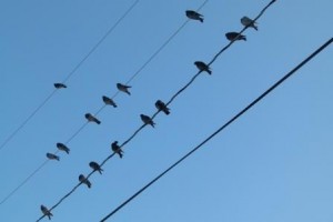 Oiseaux sur fil