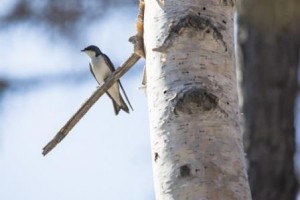 tree-swallow