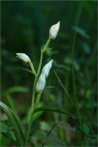 Cephalanthera-longifolia-1-Copyright-©-01.2017-Gérard-Lacoumette.Tous-droits-réservés