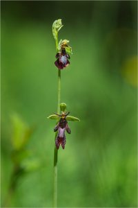Ophrys-insectifera-5-Copyright-©-01.2017-Gérard-Lacoumette.Tous-droits-réservés