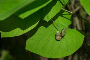 Aristolochia durior Hill.,Aristolochia macrophylla Lam. - Aristolochiacées - Copyright © 2017 Gérard Lacoumette. Tous droits réservés.