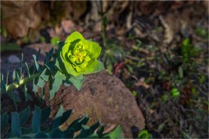Euphorbia myrsinites - Euphorbiacées - 04.17 Copyright©2017 Gérard Lacoumette. Tous droits réservés