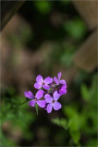 Lunaria annua L., Monnaie du Pape - Brassicacées - Copyright © 01.2017 Gérard Lacoumette. Tous droits réservés