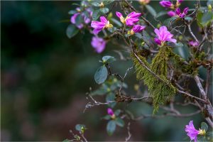 Rhododendron praecox, Rhododendron précoce - Ericacées - 04.17 Copyright© 2017 Gérard Lacoumette. Tous droits réservés