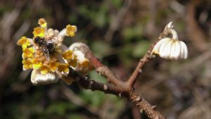 Edgeworthia chrysantha Lindl. -Thyméléacées- 03.2015 GO