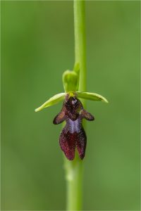 Ophrys-insectifera-4-Copyright-©-01.2017-Gérard-Lacoumette.Tous-droits-réservés