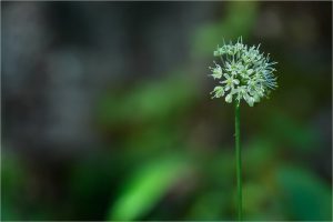 Allium victorialis L., Ail de cerf, Ail de la Sainte Victoire - Amaryllidacées - 01.2017 Copyright © 2017 Gérard Lacoumette. Tous droits réservés.