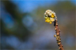 Edgeworthia chrysantha LIndl. - Thyméléacées - 03.17 Copyright © 2017 Gérard Lacoumette. Tous droits réservés (2)