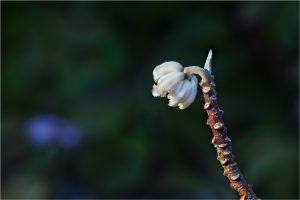 Edgeworthia chrysantha Lindl. - Thyméléacées - 03.17 Copyright © 2017 Gérard Lacoumette. Tous droits réservés