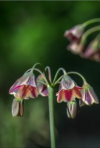 Allium siculum Ucria syn Nectaroscordum siculum (Ucria) Lindl, Ail de Sicile - Amaryllidacées - Copyright © 2017 Gérard Lacoumette. Tous droits réservés.
