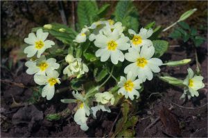 Primula vulgaris Huds., Primevère acaule - Primulacées - 04.17 Copyright© 01.2017 Gérard Lacoumette. Tous droits réservés