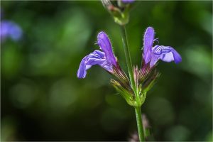 Salvia officinalis L., Sauge officinale - Lamiacées - Copyright© 01. 2017 Gérard Lacoumette. Tous droits réservés