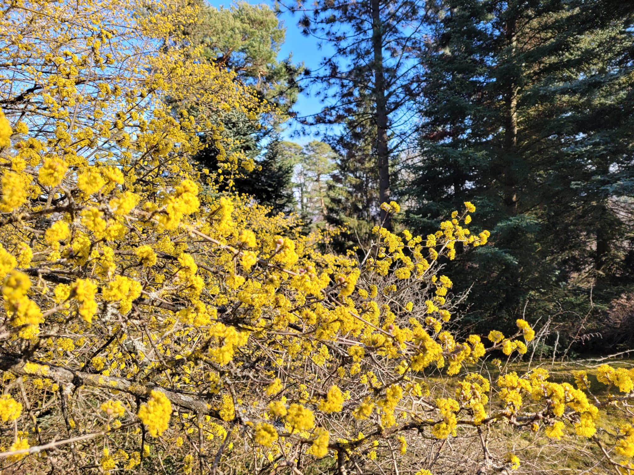 Jardin Botanique de Saverne